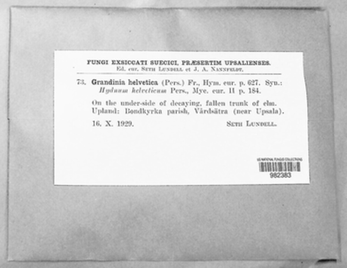 Cristinia helvetica image